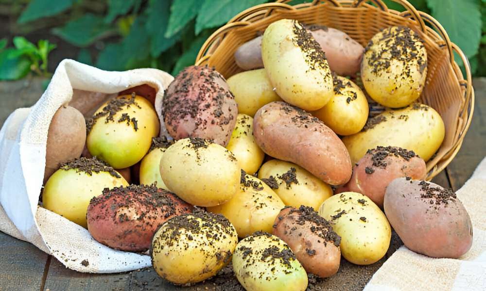 How to peel a potato without a peeler